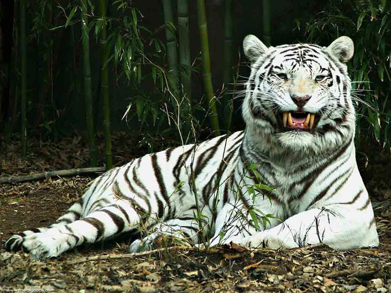 Белый тигр отдыхает
