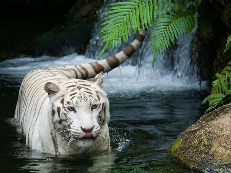 Белый тигр подкрадывается