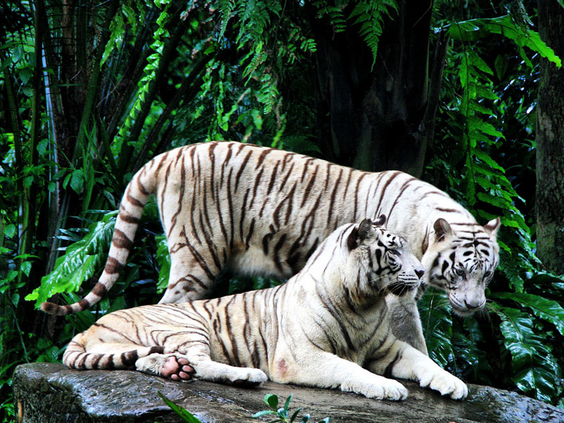 Влюблённая пара белых тигров