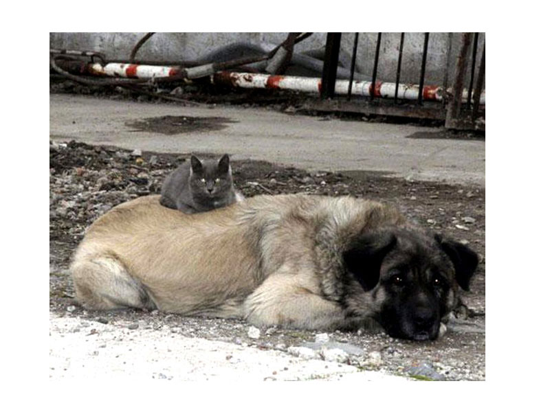 Кот и овчарка Кот и овчарка