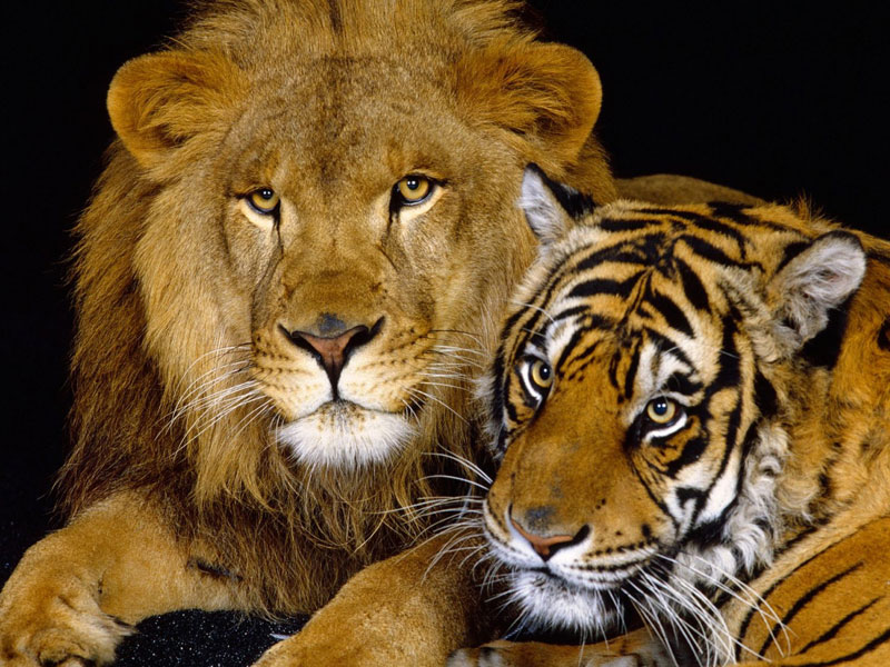Лев и тигрица