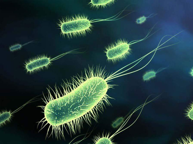 Бактерии E. coli