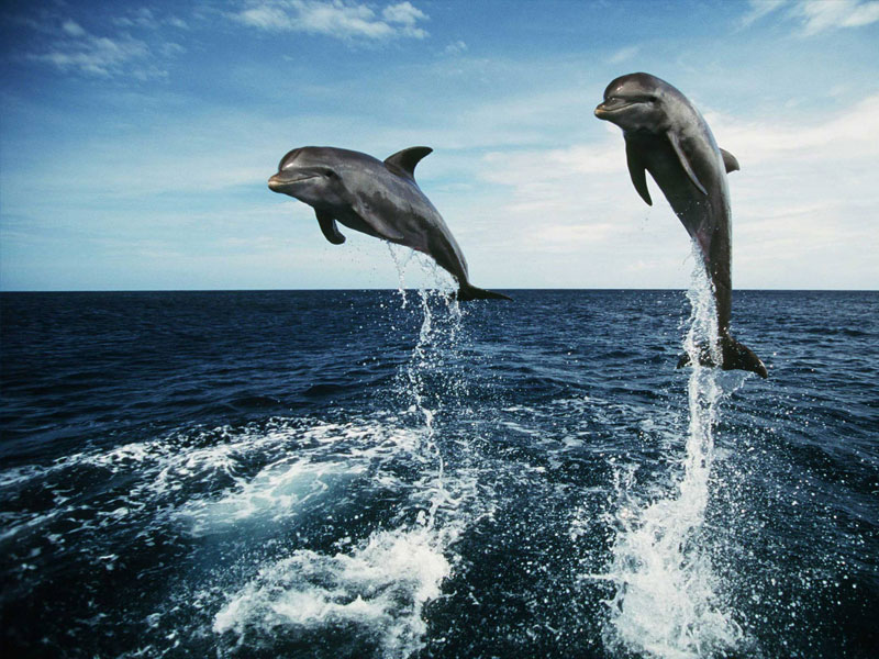 Дельфины умные и добрые