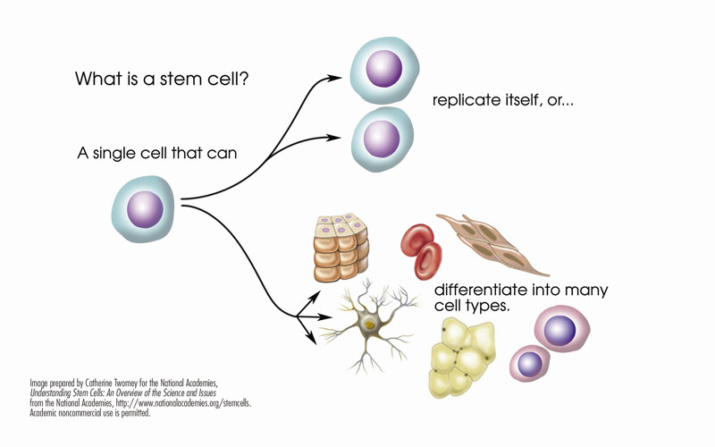 Что такое стволовая клетка?