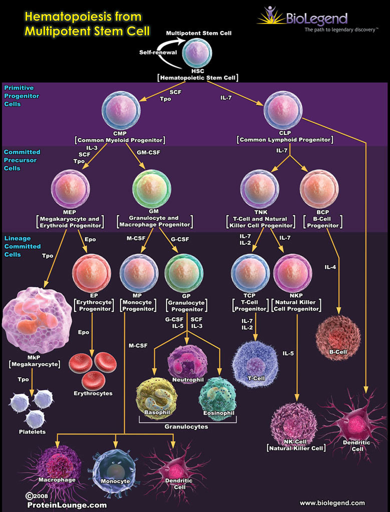 Схема деления стволовых клеток