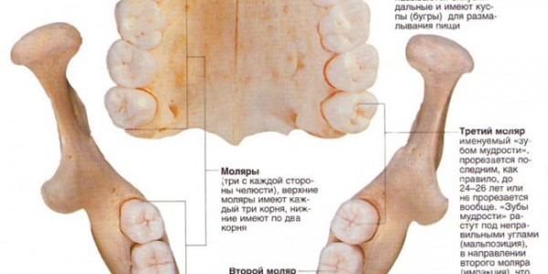 Зубы верхней и нижней челюсти Зубы верхней и нижней челюсти
