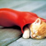 Котята умеют спать
