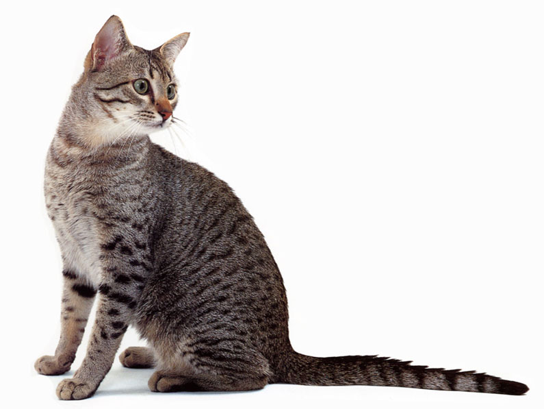 Египетская кошка Мау