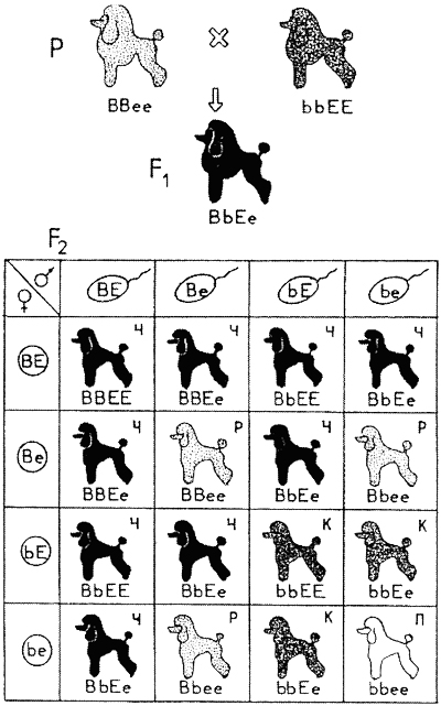 Комплементарное взаимодействие генов, определяющих окраску собак: соотношение — 9 черных (Ч): 3 коричневых (К): 3 рыжих (Р): 1 палевая (П)