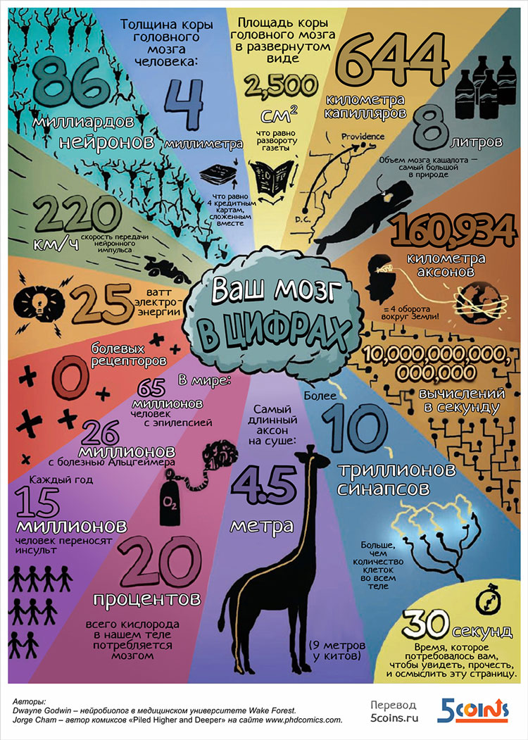 Мозг - Инфографика