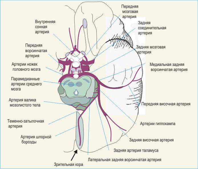 Строение мозга Строение мозга