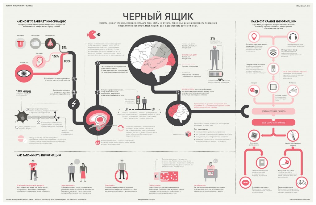 Как мозг усваивает, запоминает и хранит информацию
