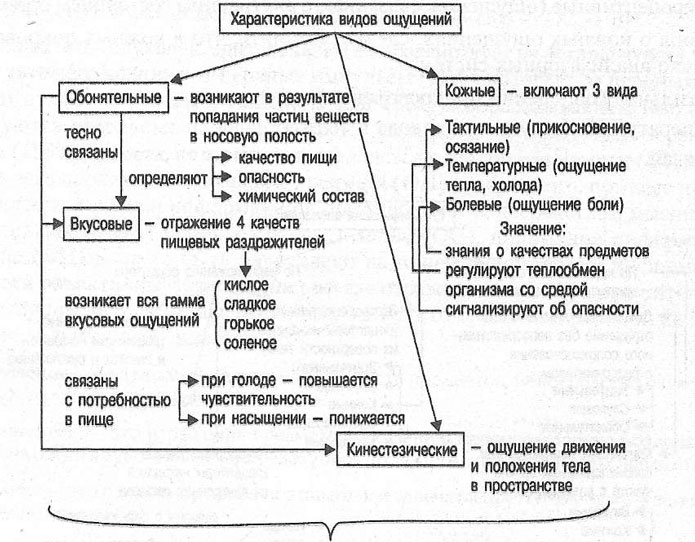 Реферат: Обоняние – терра инкогнита человеческих чувств